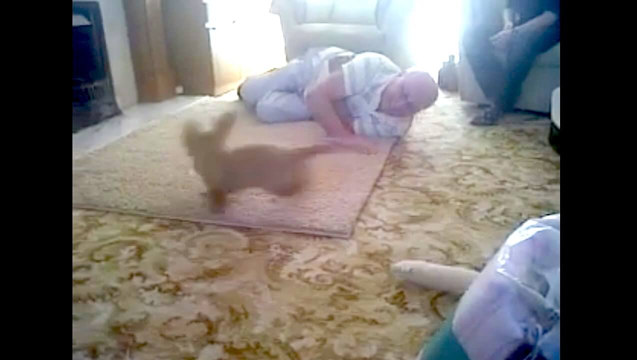 ダックスフンド,動画