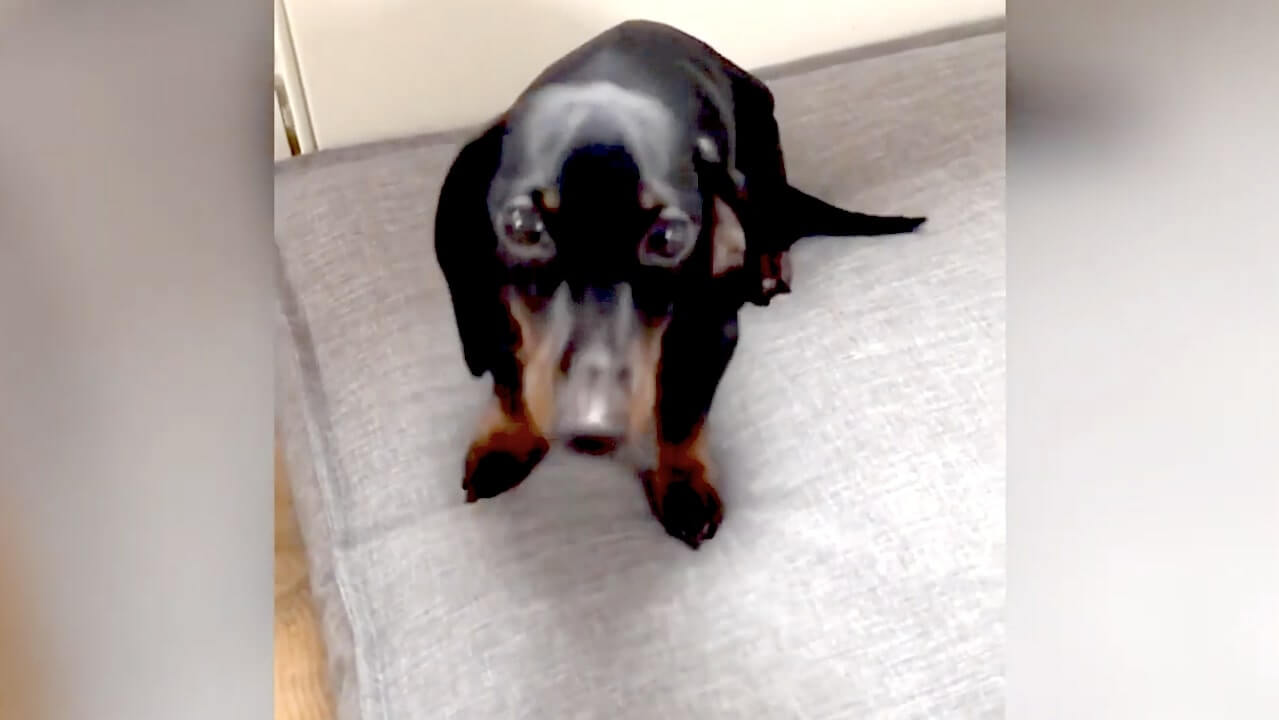 ダックスフンド,動画