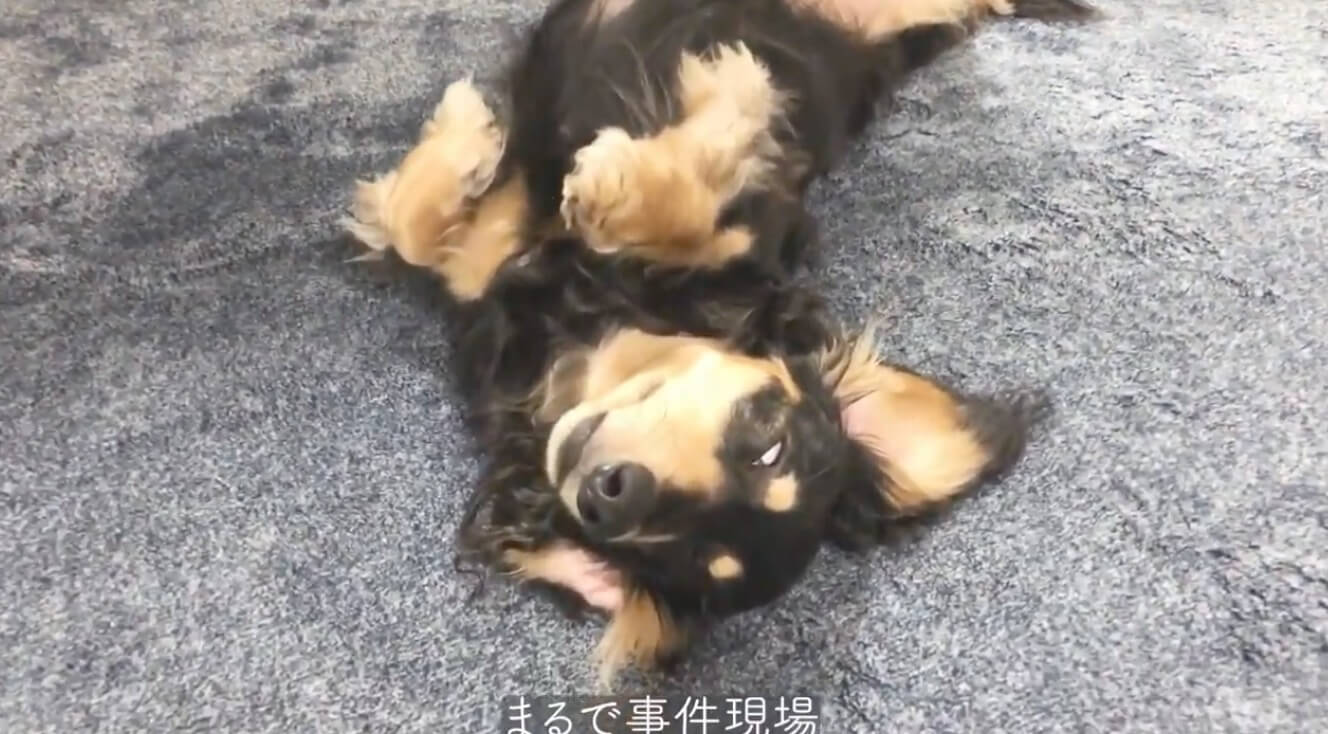 ダックスフンド,動画