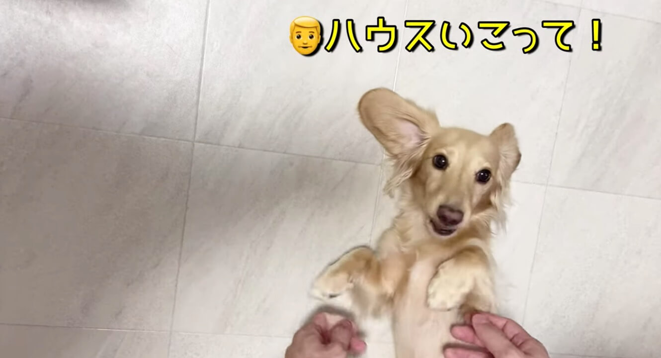 ダックスフンド,動画