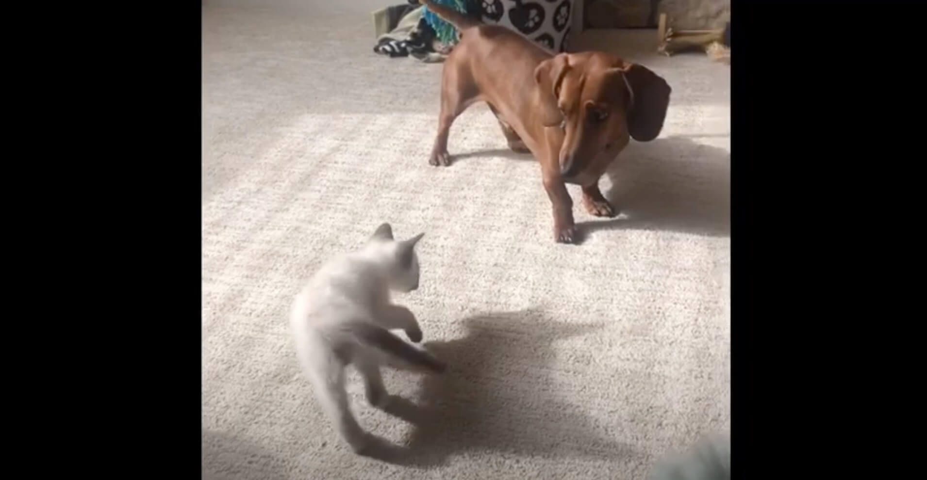 ダックスフンド,動画