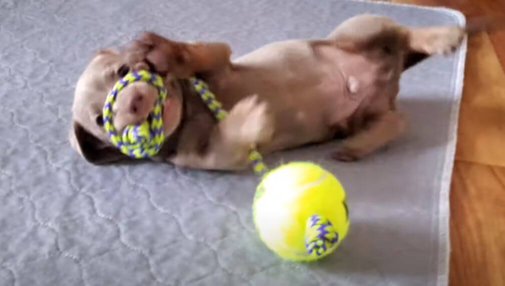 ダックスフンド,動画