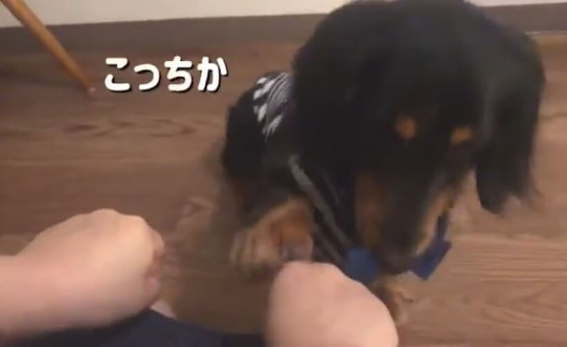 ダックスフンド,動画