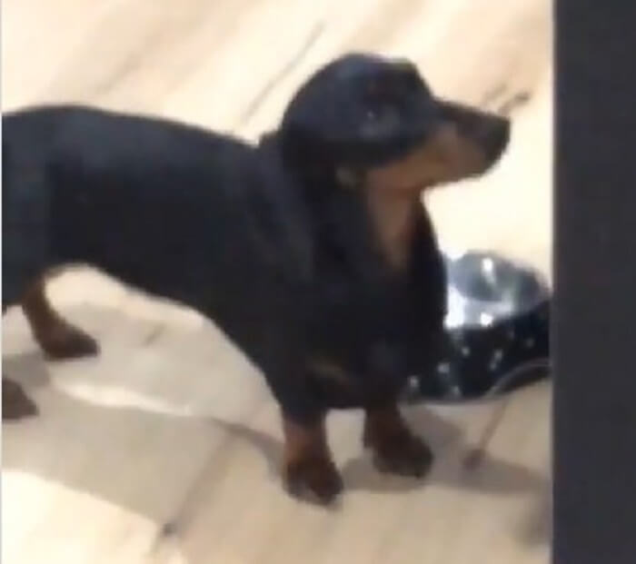 ダックスフンド,動画