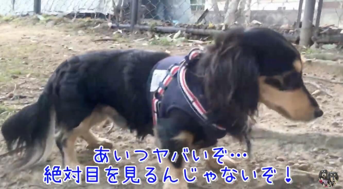 ダックスフンド,動画