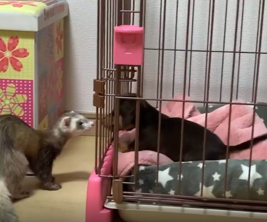 ダックスフンド,動画