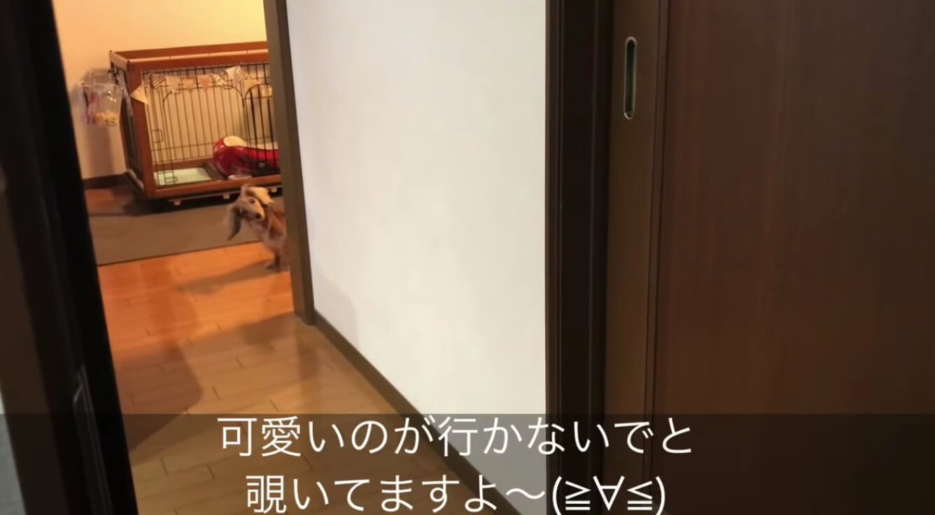 ダックスフンド,動画