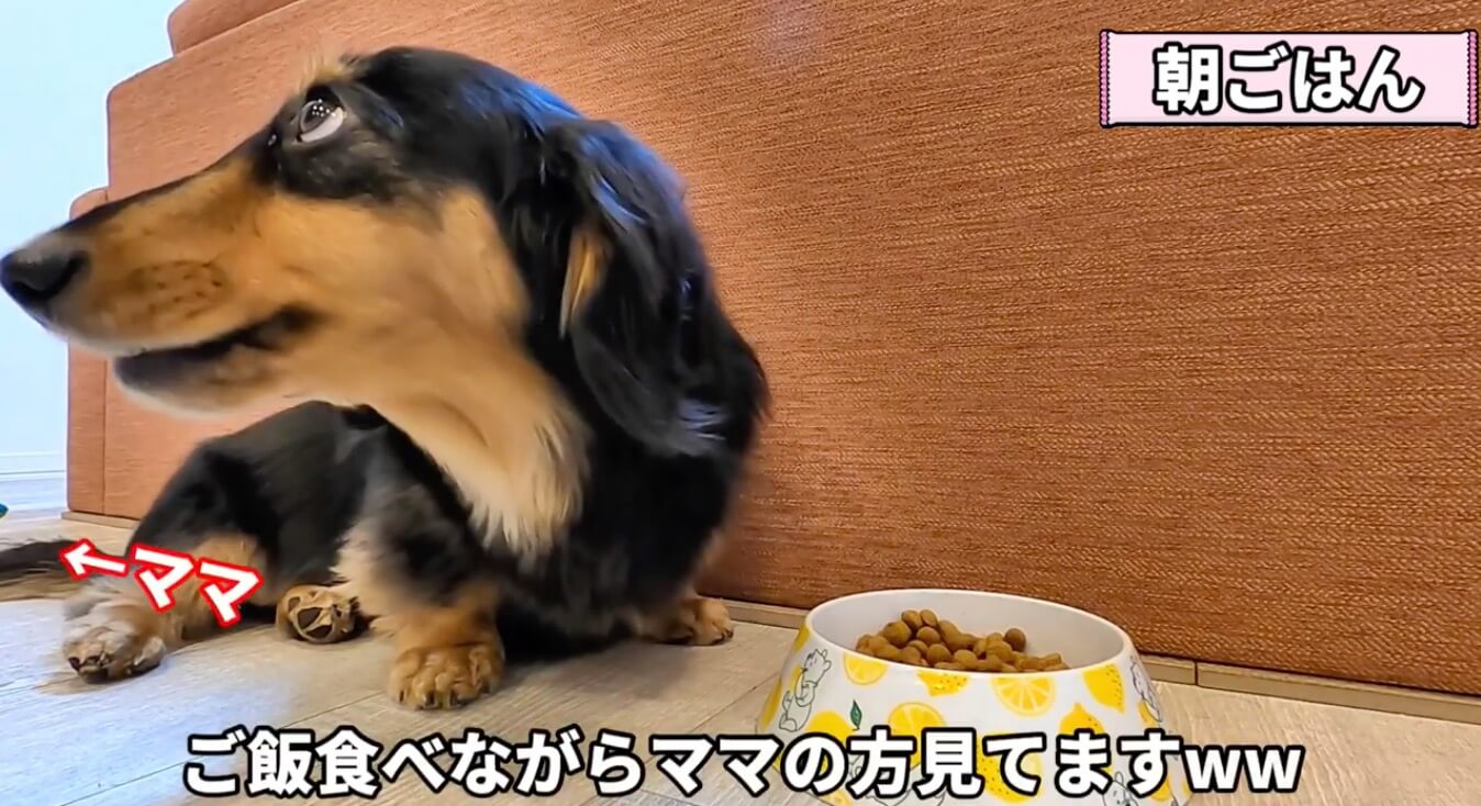 ダックスフンド,動画