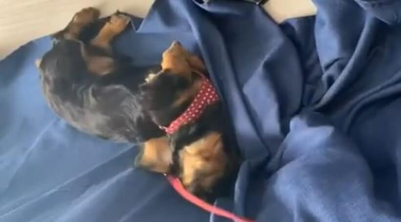 ダックスフンド,動画