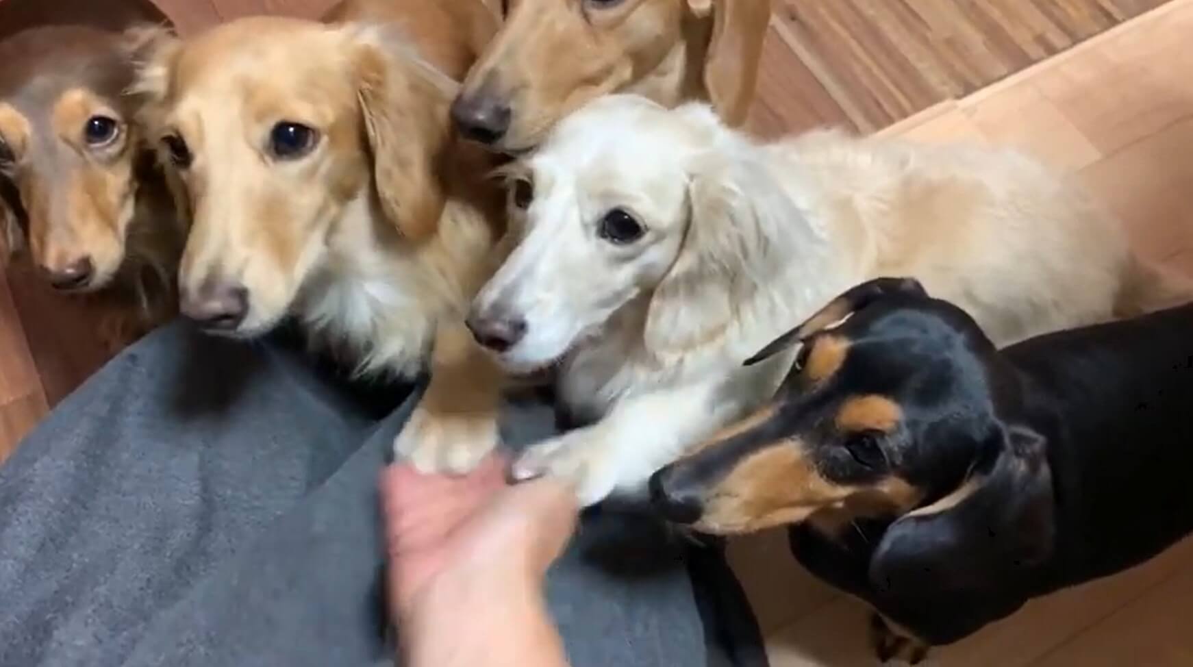 ダックスフンド,動画