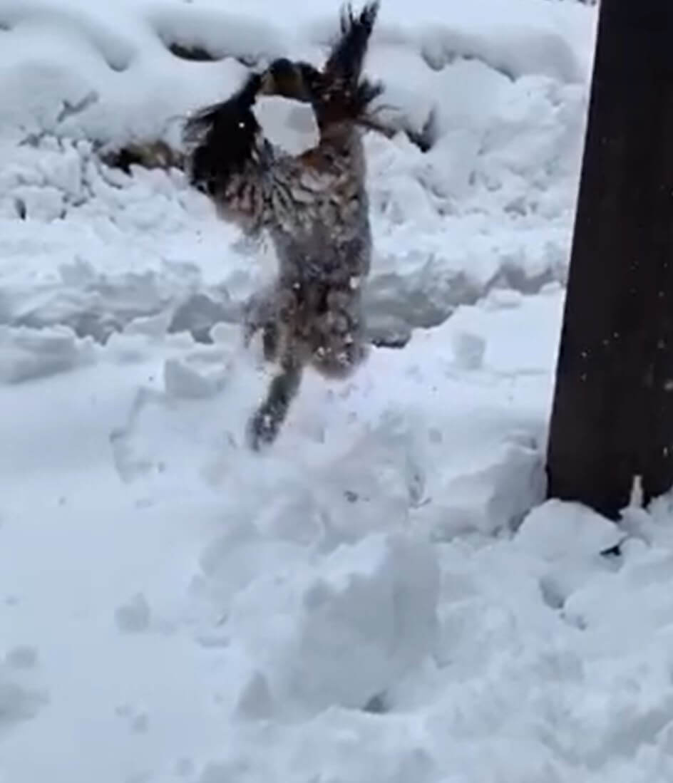 ダックスフンド,動画