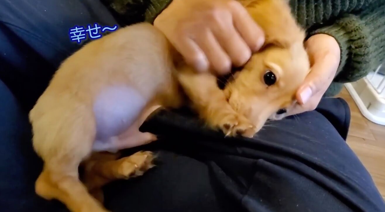 ダックスフンド,動画