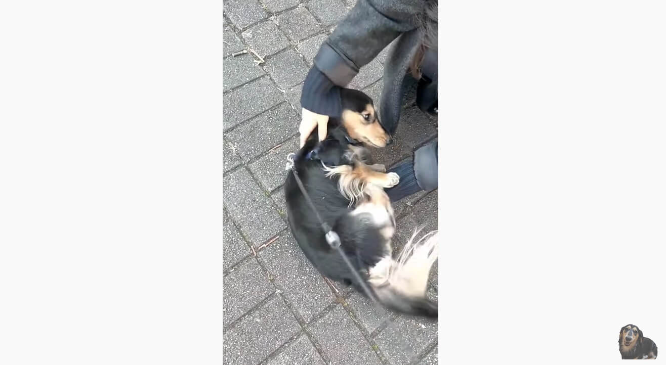 ダックスフンド,動画