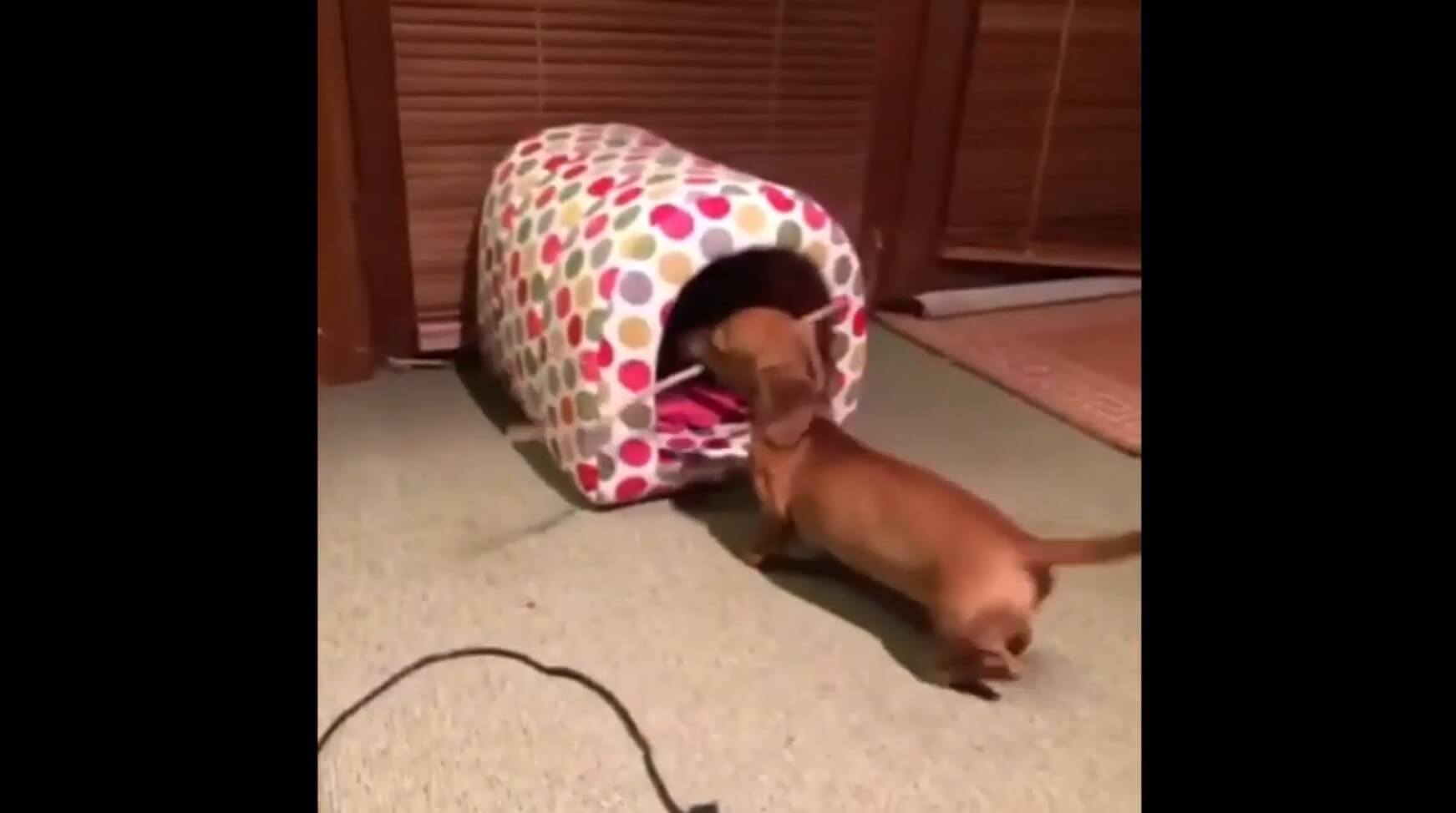 ダックスフンド,動画