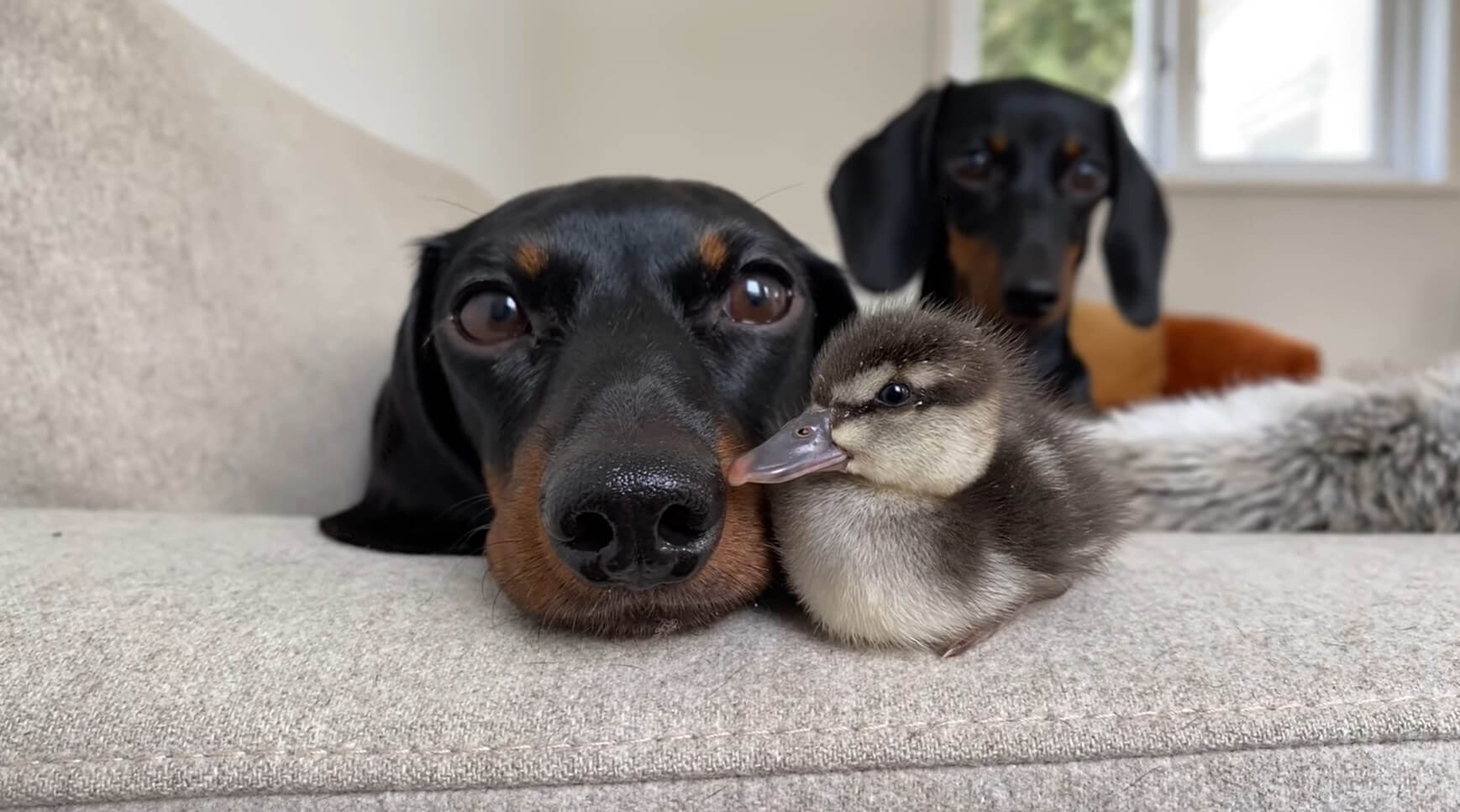 ダックスフンド,動画