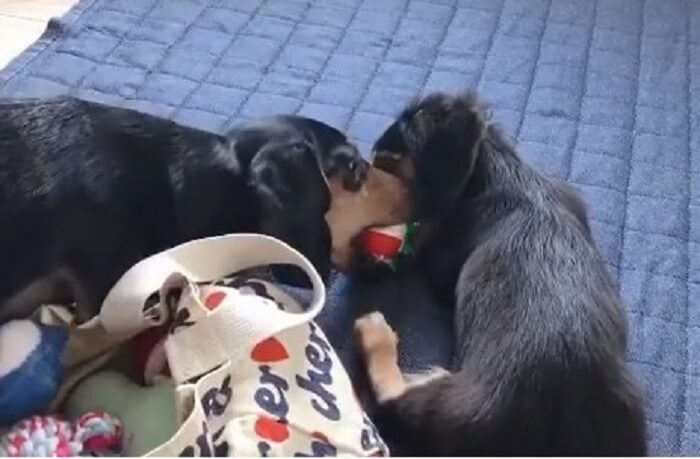 ダックスフンド,動画