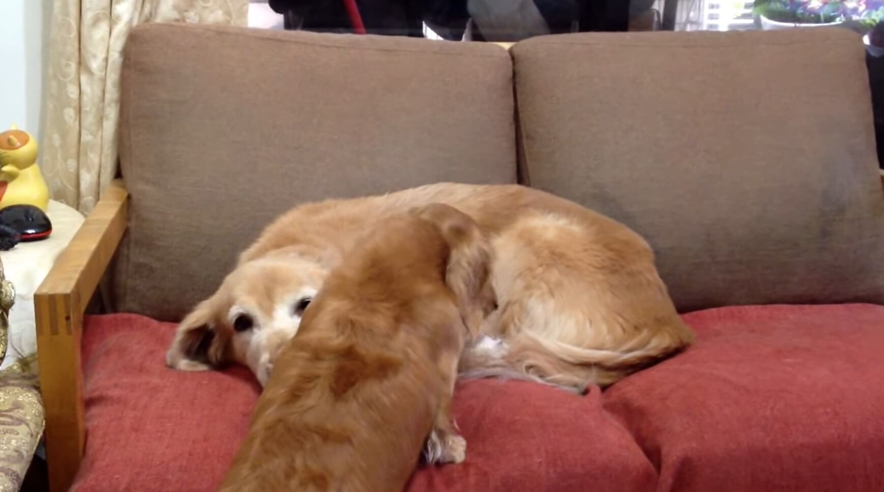 ダックスフンド,動画