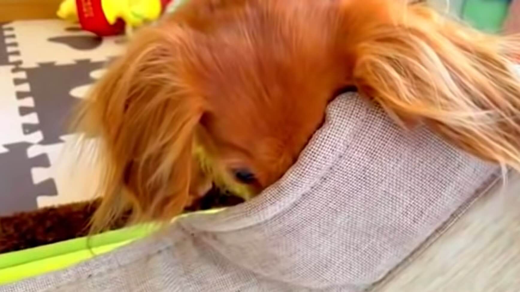 ダックスフンド,動画