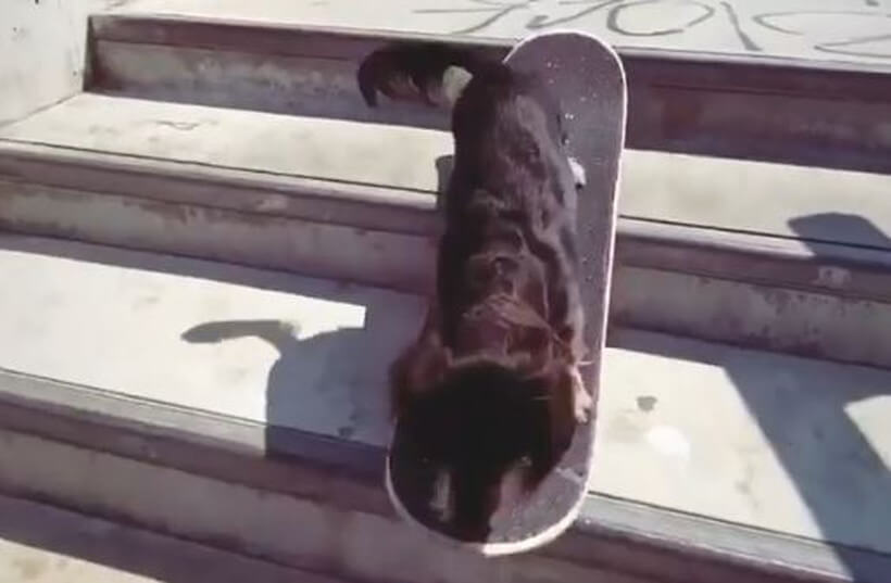 ダックスフンド,動画