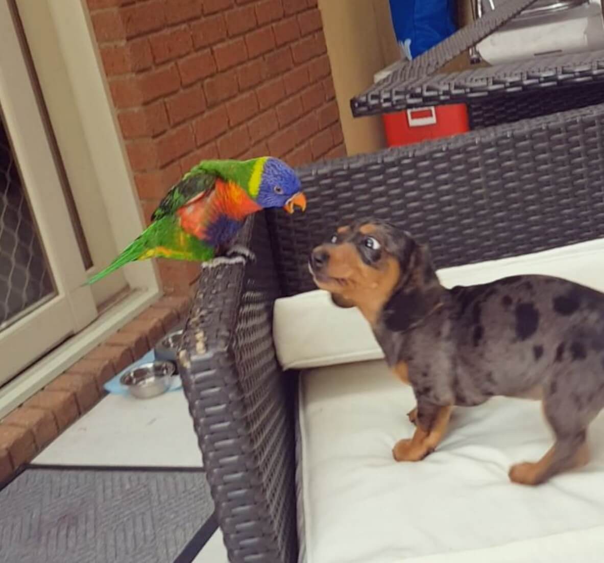 ダックスフンド,動画