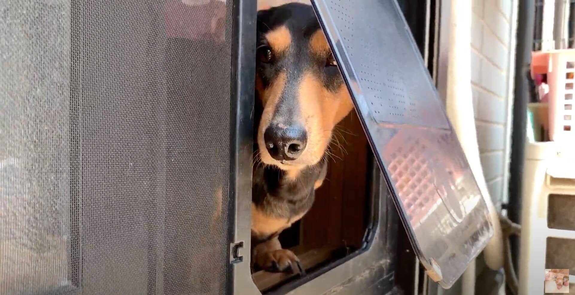 ダックスフンド,動画