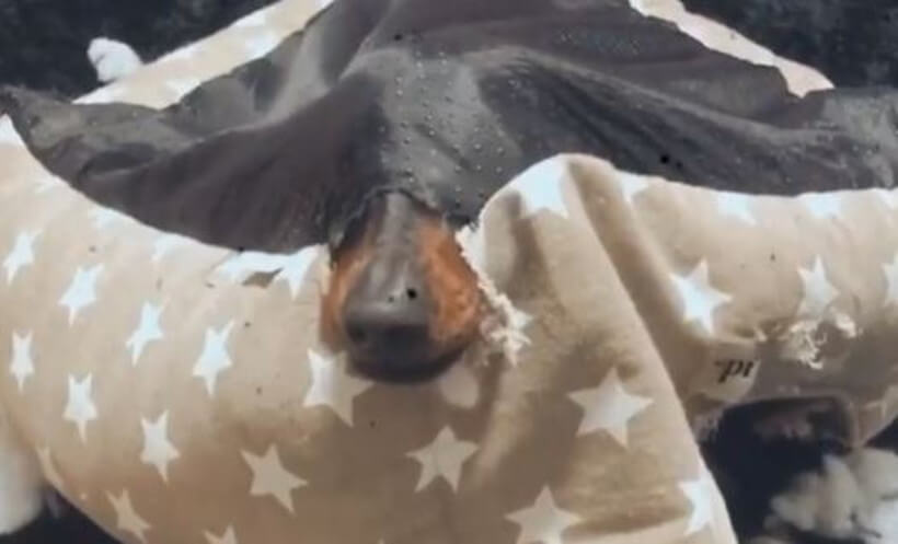 ダックスフンド,動画