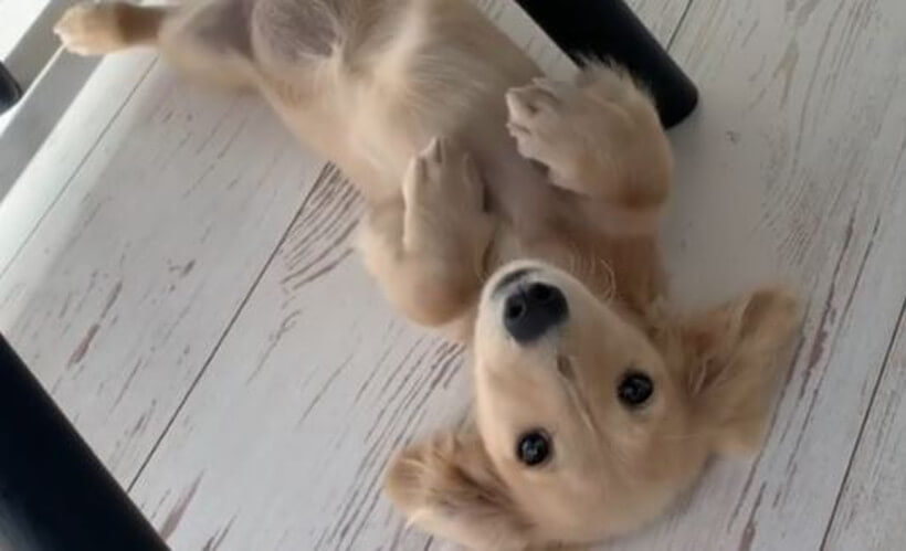 ダックスフンド,動画