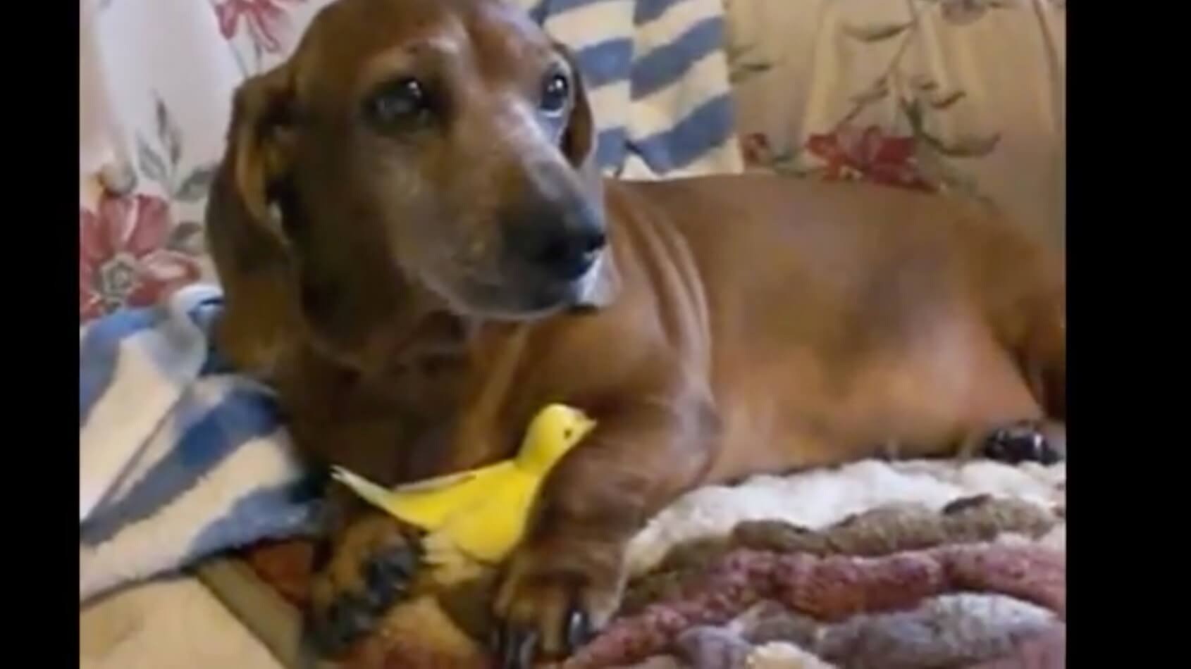 ダックスフンド,動画