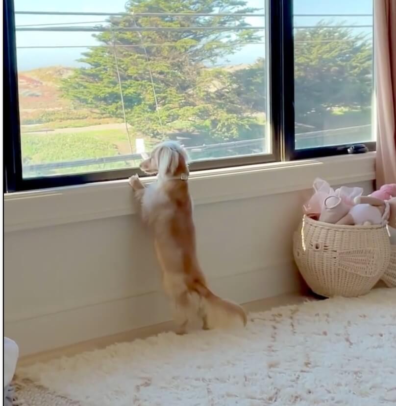 ダックスフンド,動画