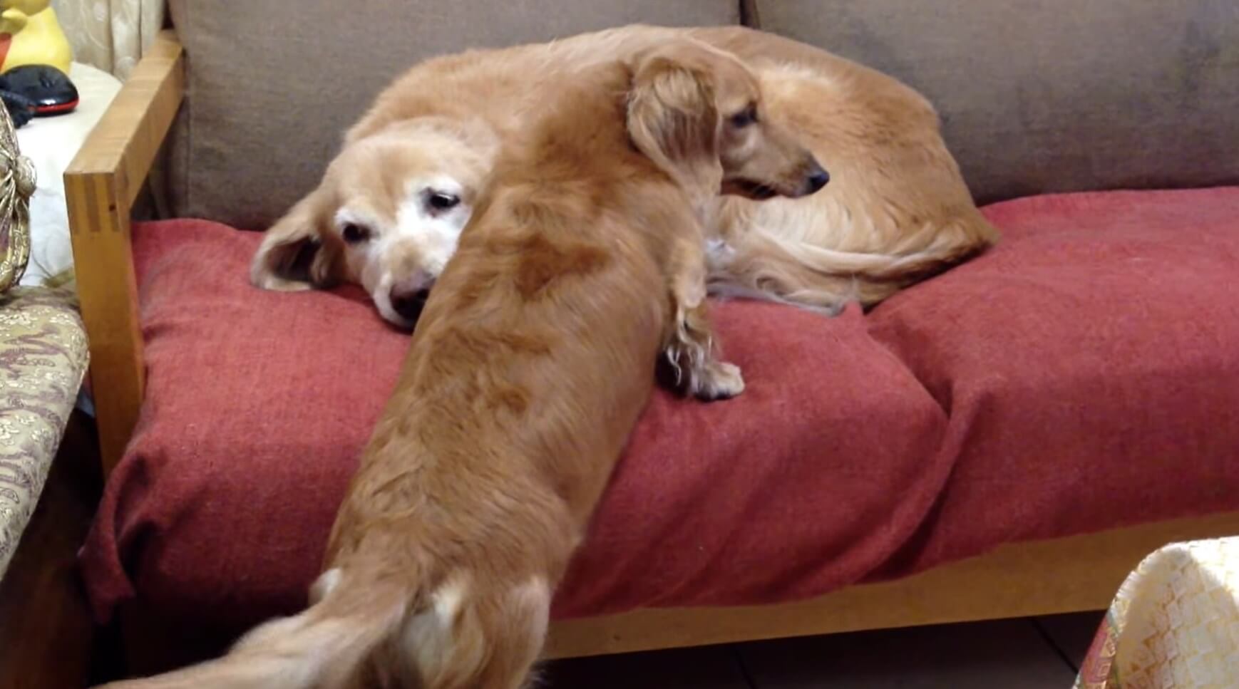 ダックスフンド,動画