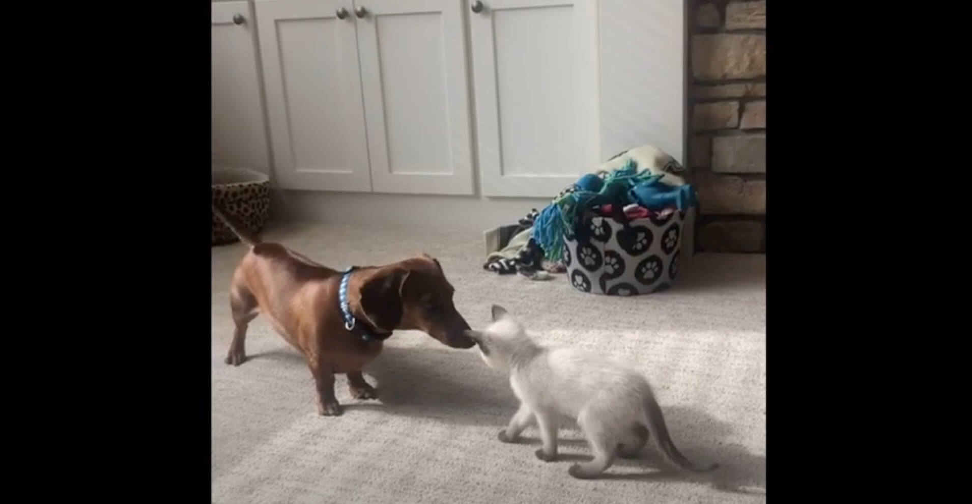 ダックスフンド,動画