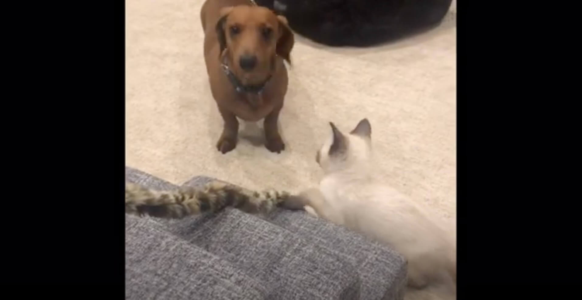 ダックスフンド,動画