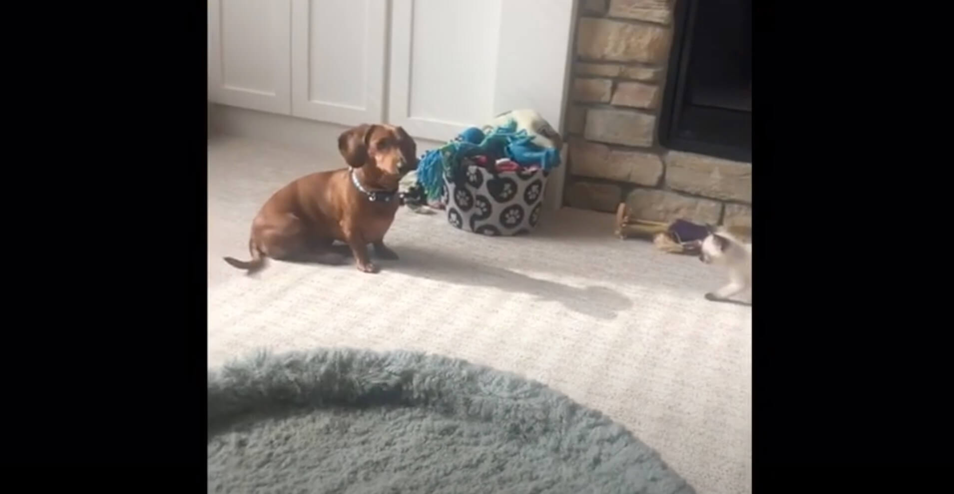 ダックスフンド,動画