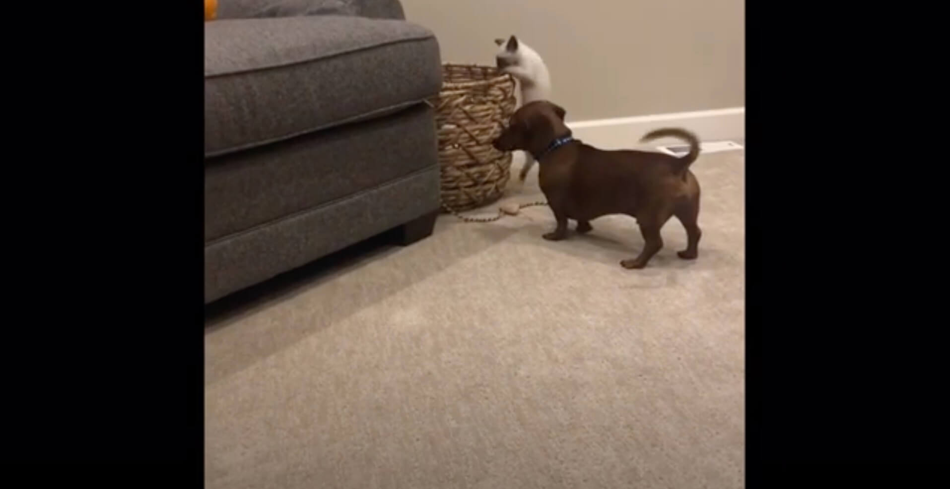 ダックスフンド,動画