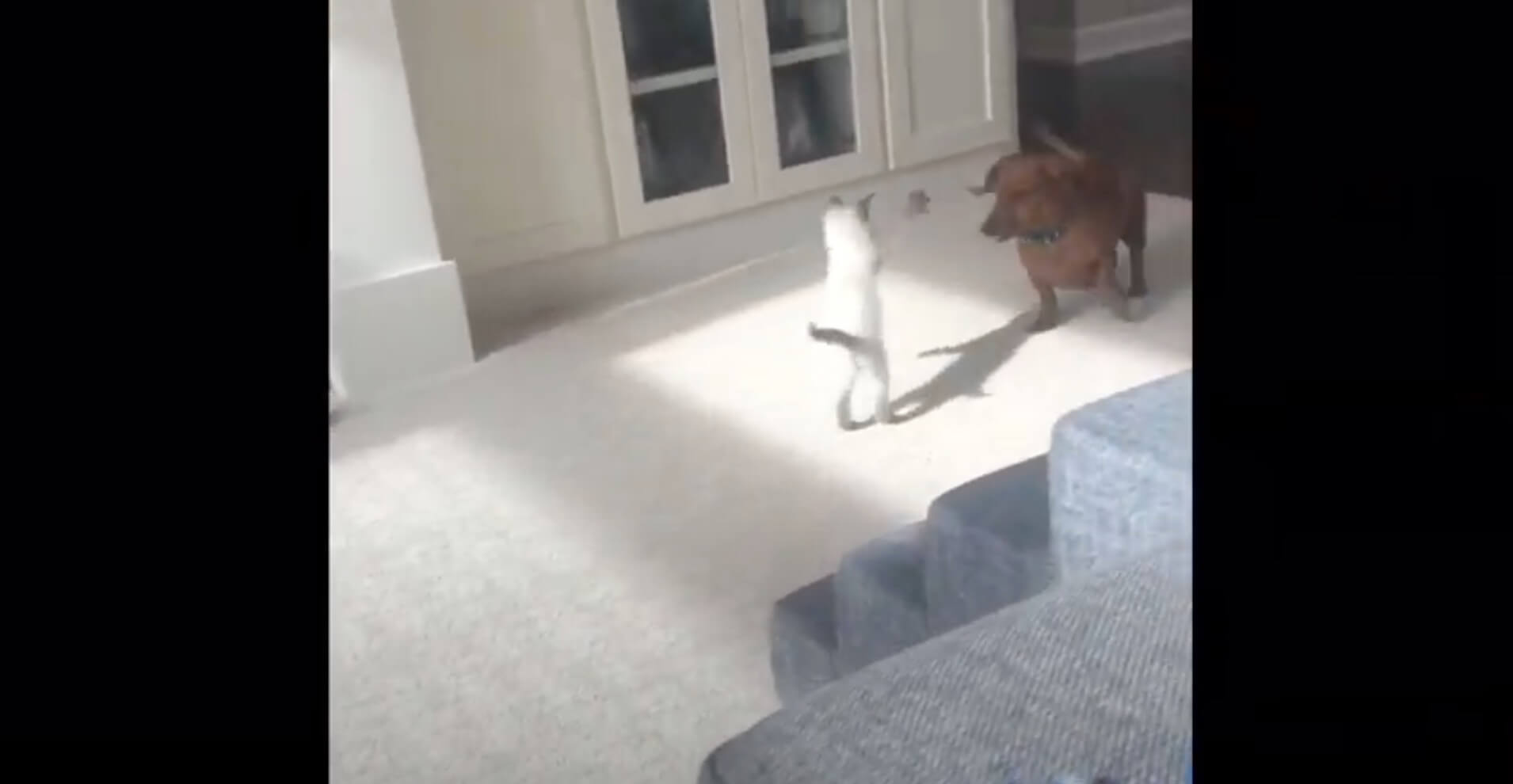 ダックスフンド,動画