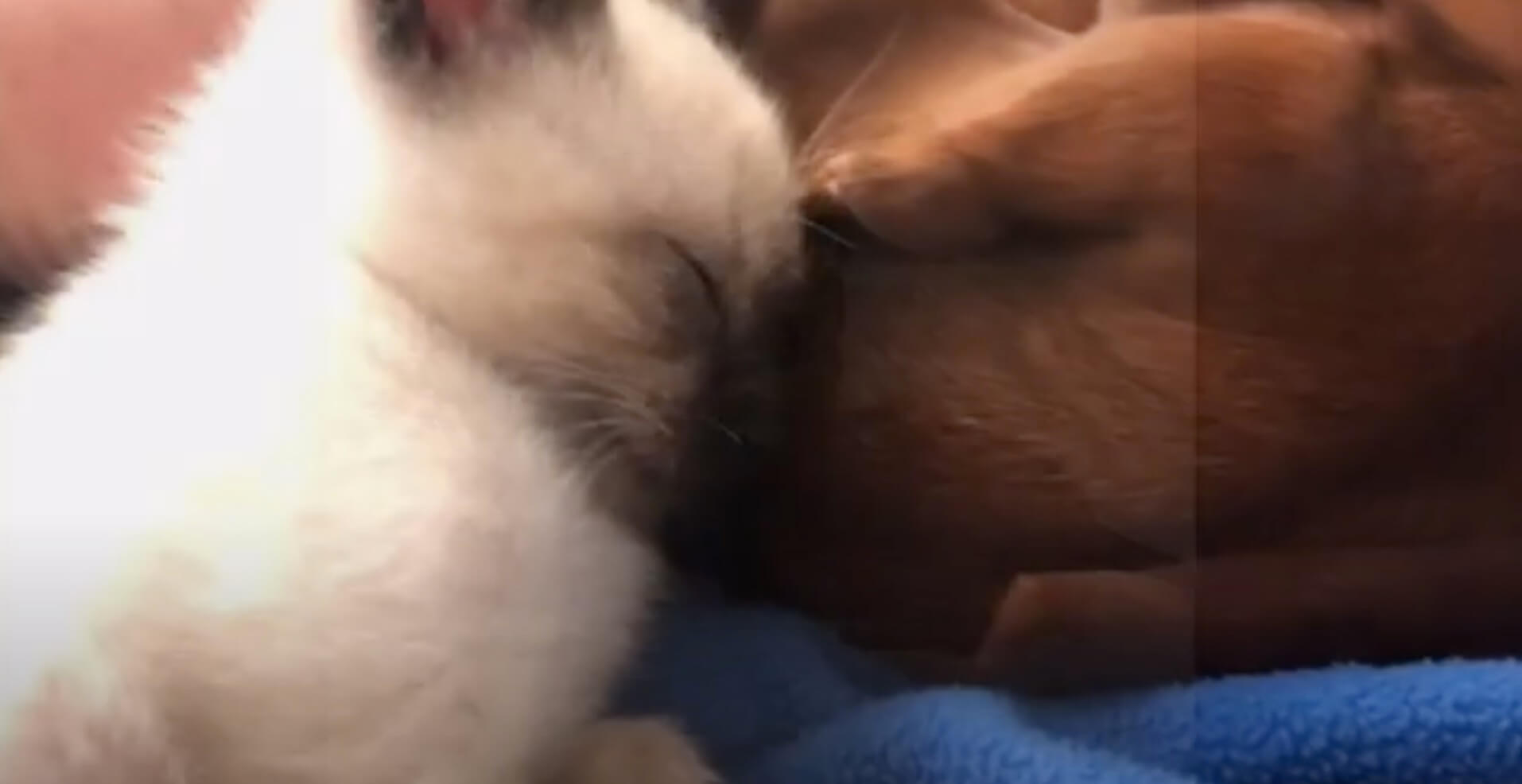 ダックスフンド,動画