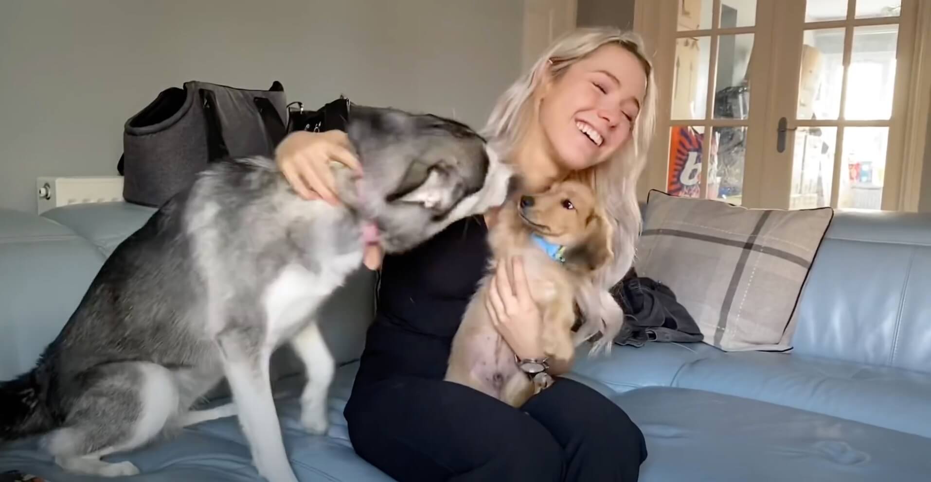 ダックスフンド,動画