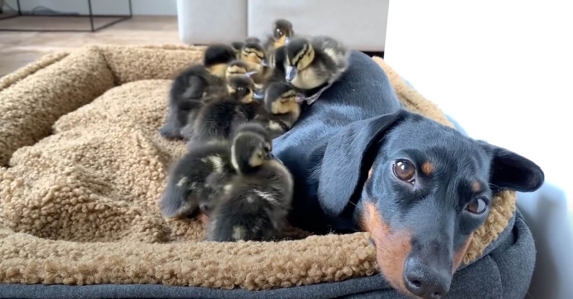 ダックスフンド,動画