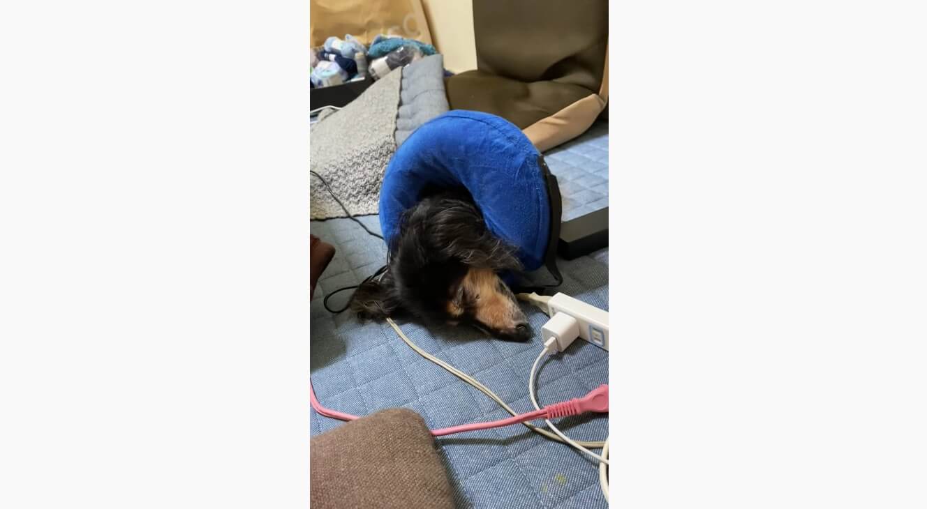 ダックスフンド,動画