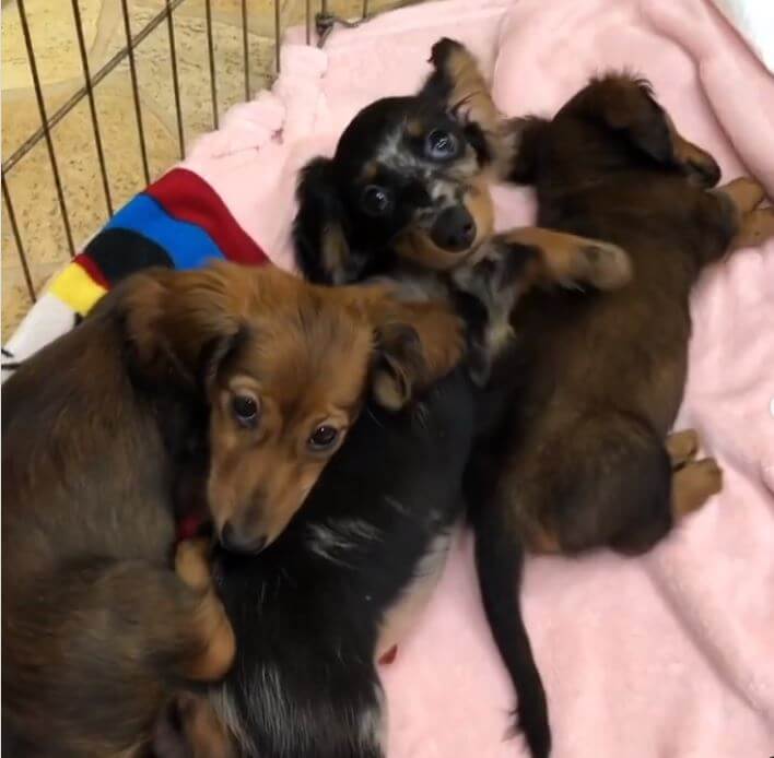 ダックスフンド,動画