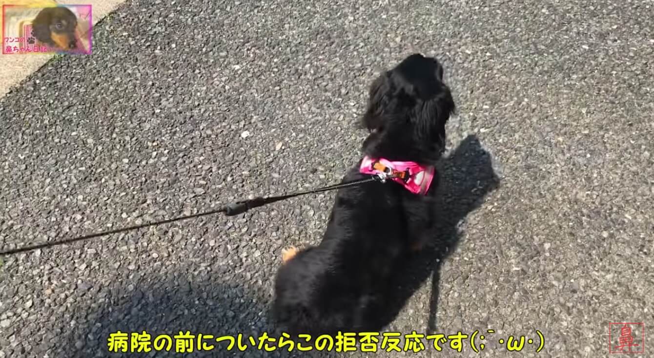 ダックスフンド,動画