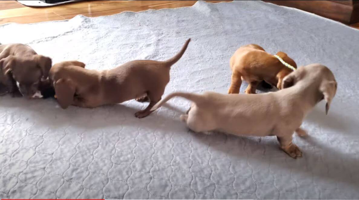 ダックスフンド,動画