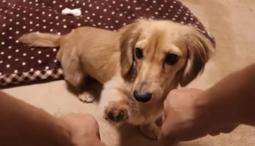 ダックスフンド,動画