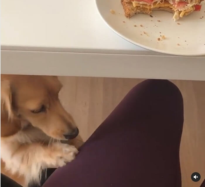 ダックスフンド,動画