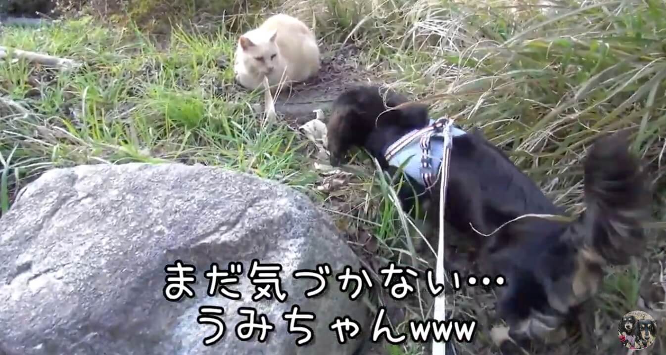 ダックスフンド,動画