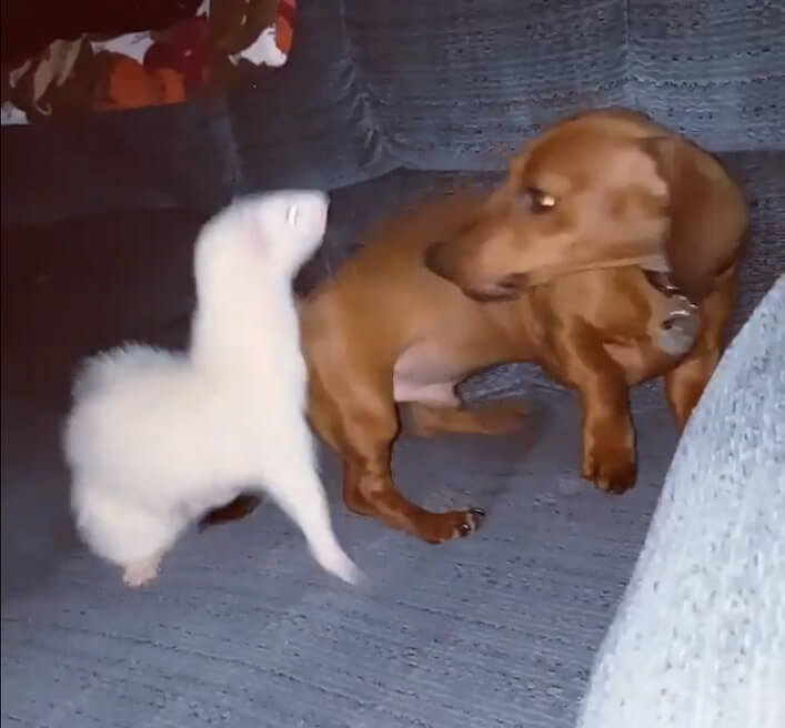 ダックスフンド,動画