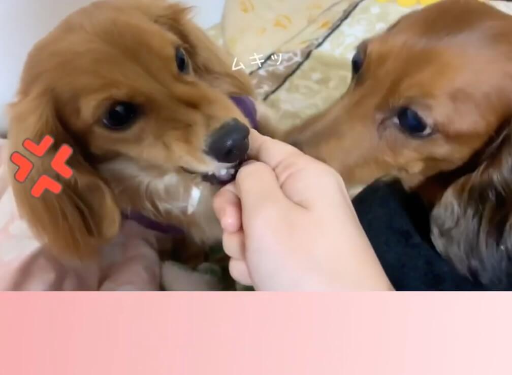 ダックスフンド,動画