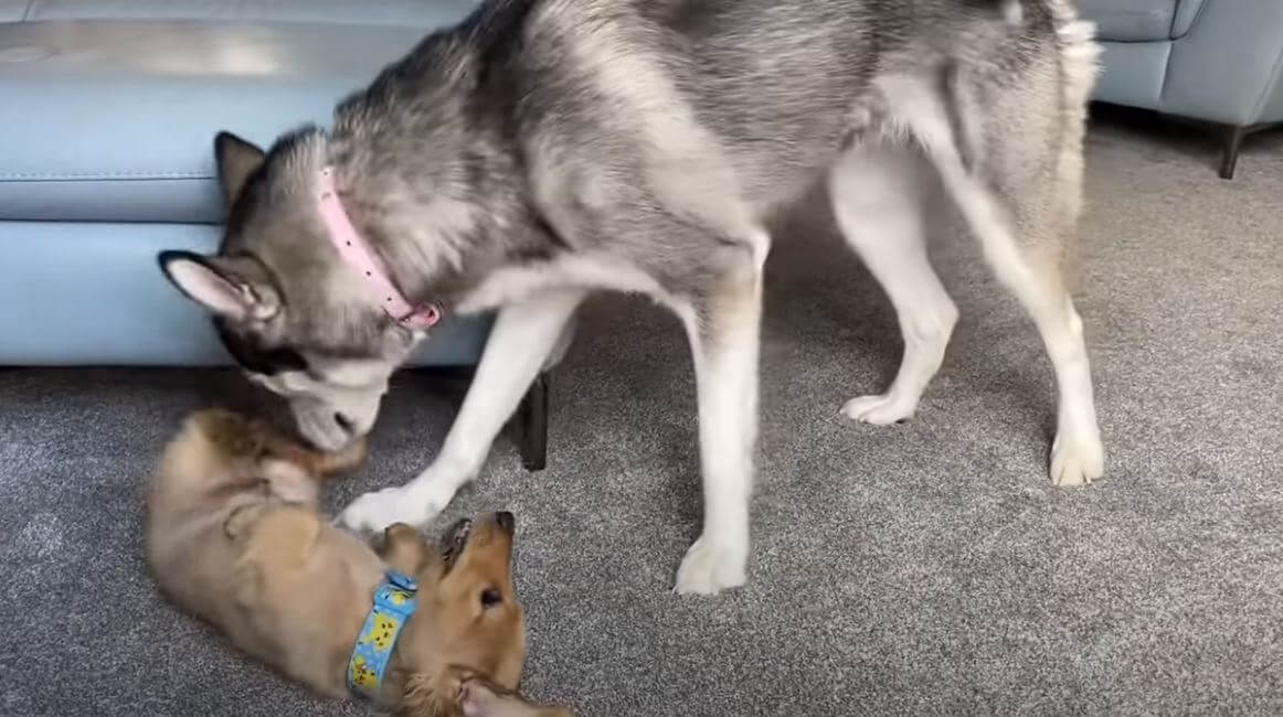 ダックスフンド,動画