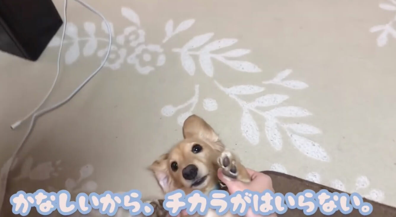 ダックスフンド,動画