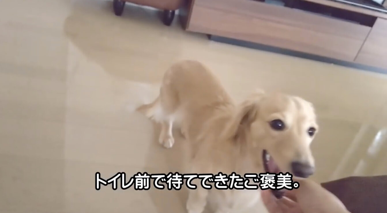 ダックスフンド,動画